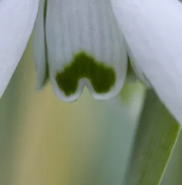 Galanthus nivalis ‘Viridi-apice’