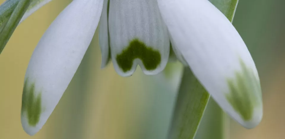 Afbeelding Galanthus nivalis ‘Viridi-apice’