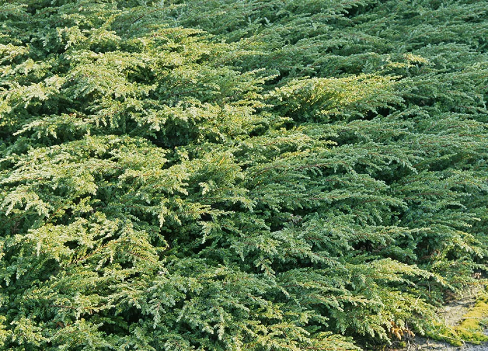 Afbeelding Juniperus communis ‘Repanda’