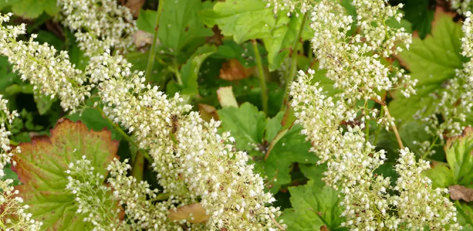Afbeelding Heuchera villosa