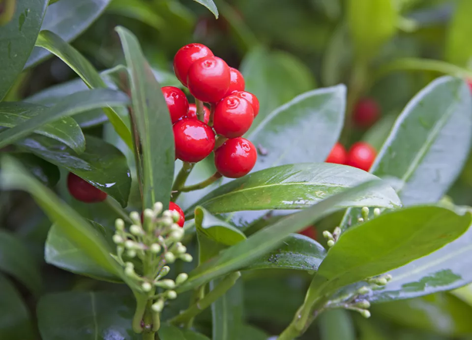 Afbeelding Skimmia japonica ssp. reevesiana