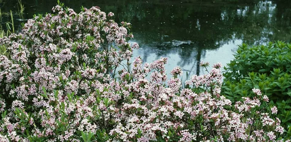 Afbeelding Daphne x burkwoodii
