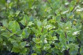 Ilex x meserveae ‘Mondo’ (LITTLE RASCAL)