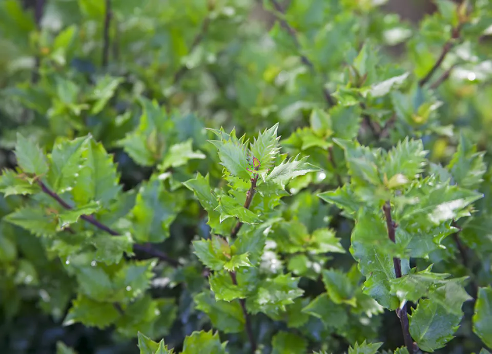 Afbeelding Ilex x meserveae ‘Mondo’ (LITTLE RASCAL)
