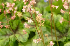 x Heucherella ‘Tapestry’