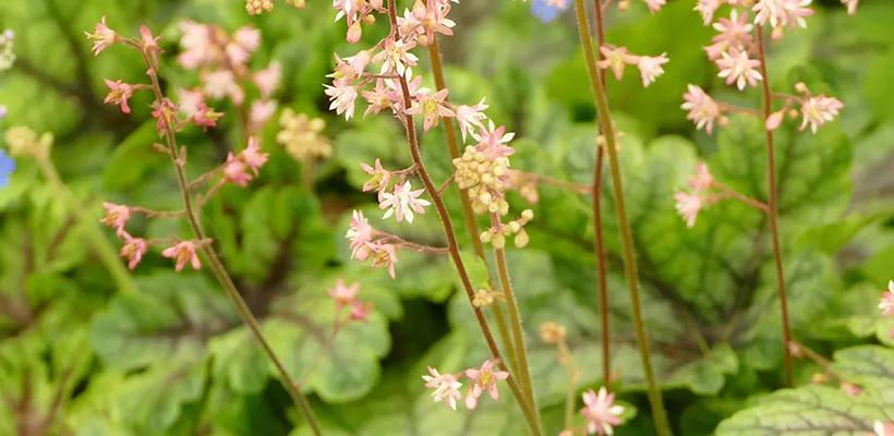 x Heucherella ‘Tapestry’