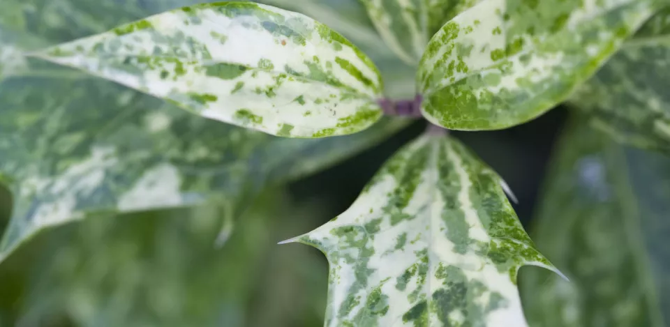 Afbeelding Osmanthus heterophyllus ‘Goshiki’