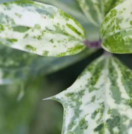Osmanthus heterophyllus ‘Goshiki’