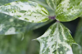 Osmanthus heterophyllus ‘Goshiki’