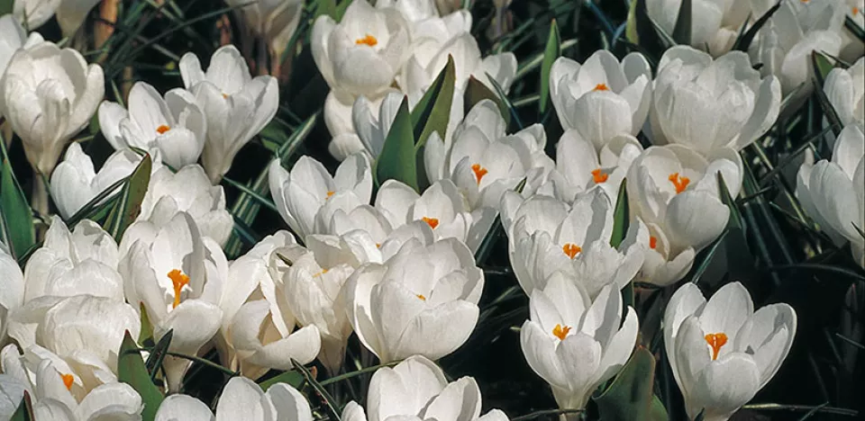 Afbeelding Crocus vernus ‘Jeanne d’Arc’