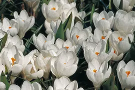 Crocus vernus ‘Jeanne d’Arc’