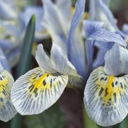 Iris reticulata ‘Katharine Hodgkin’