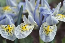 Iris reticulata ‘Katharine Hodgkin’