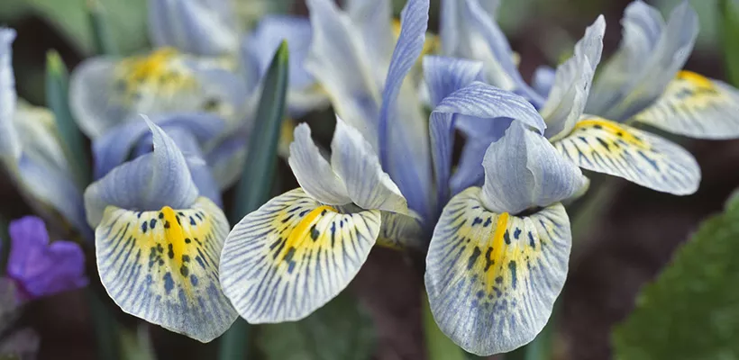 Iris reticulata ‘Katharine Hodgkin’