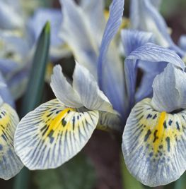 Iris reticulata ‘Katharine Hodgkin’
