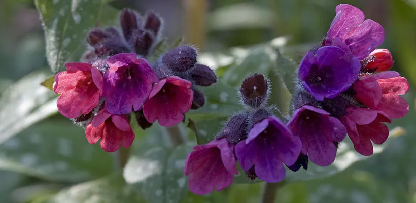 Pulmonaria saccharata ‘Leopard’