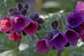 Pulmonaria saccharata ‘Leopard’
