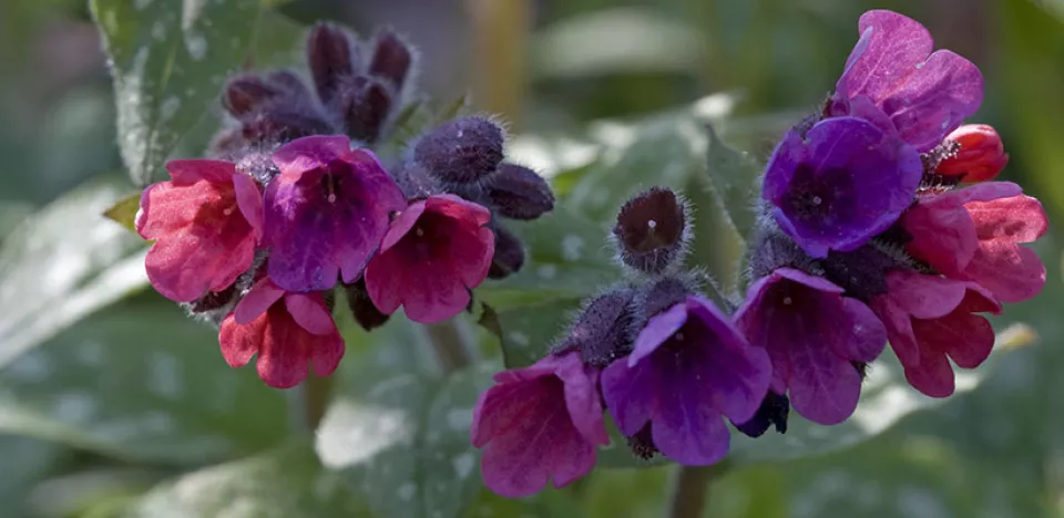 Afbeelding Pulmonaria saccharata ‘Leopard’
