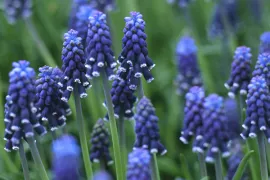 Muscari neglectum