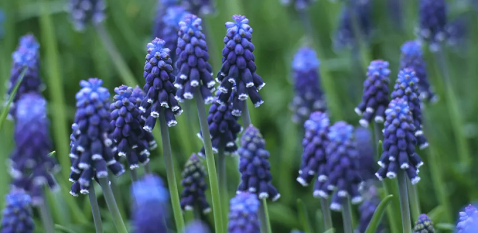 Afbeelding Muscari neglectum