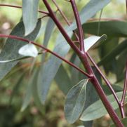 Eucalyptus pauciflora ssp. debeuzevillei