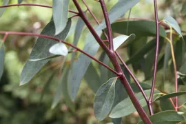 Eucalyptus pauciflora ssp. debeuzevillei