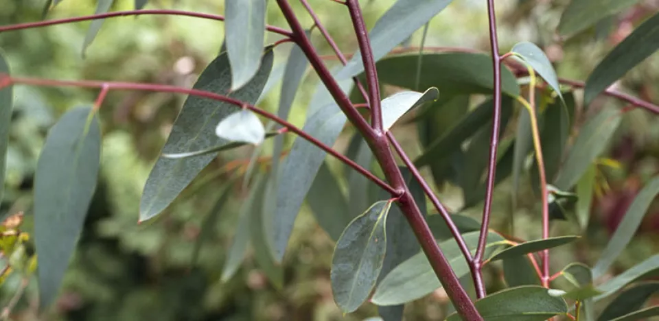 Afbeelding Eucalyptus pauciflora ssp. debeuzevillei