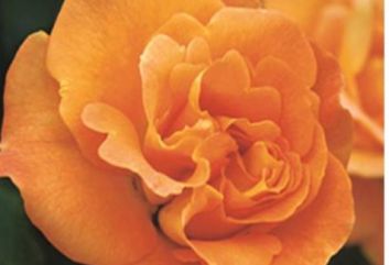 Lijst Excellence Rozen