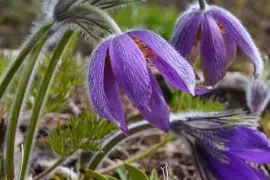 Vaste planten kweken uit zaad: het kost je één winter en een beetje geduld