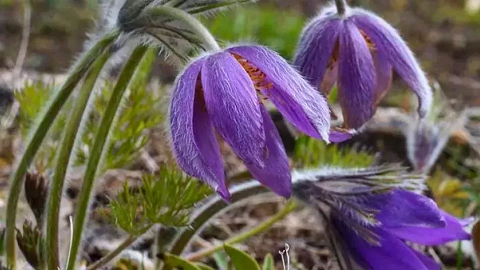Afbeelding Vaste planten kweken uit zaad: het kost je één winter en een beetje geduld