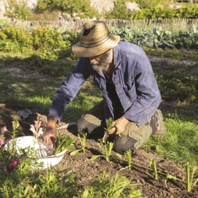 September op kasteel Hex: waarom tuinbaas Gust geen koelkast gebruikt om groenten te bewaren