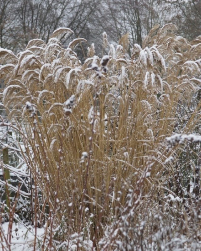 De beste planten met mooie wintersilhouetten