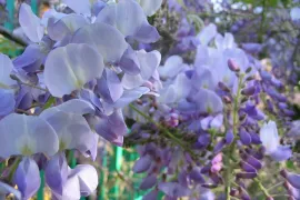De ene blauwe regen is de andere niet