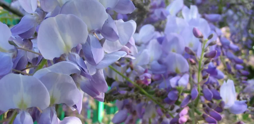 De ene blauwe regen is de andere niet