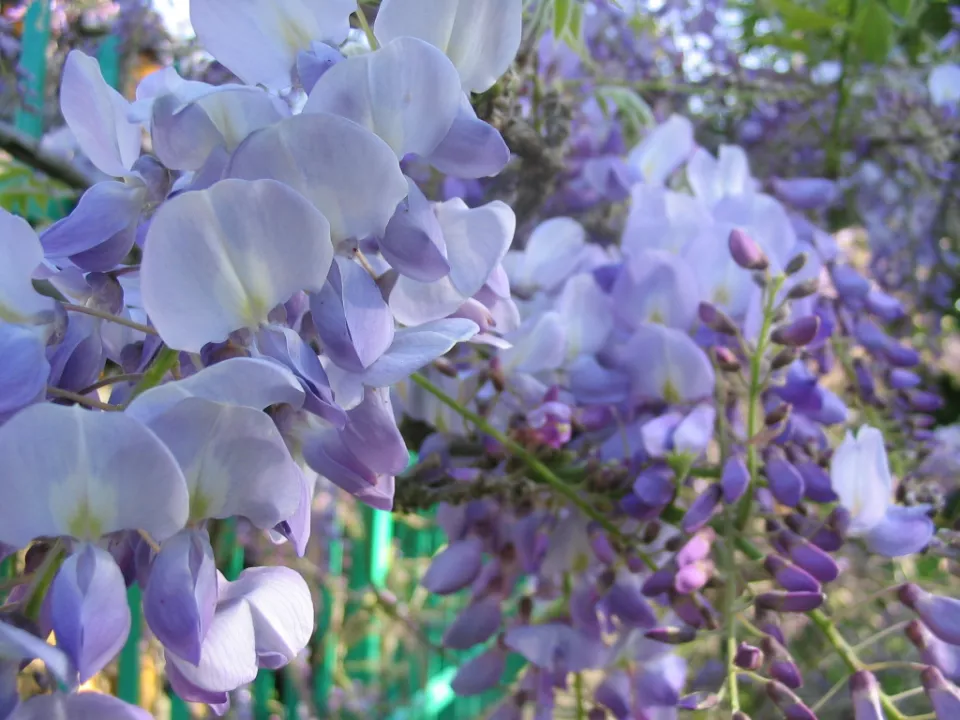 Afbeelding De ene blauwe regen is de andere niet