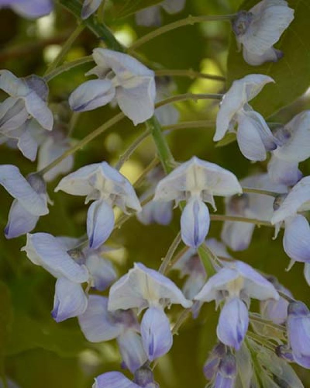 Knappe klimmers: de beste klim- en leiplanten voor elke tuin