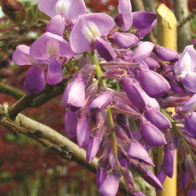 De beste weelderige wisteria’s