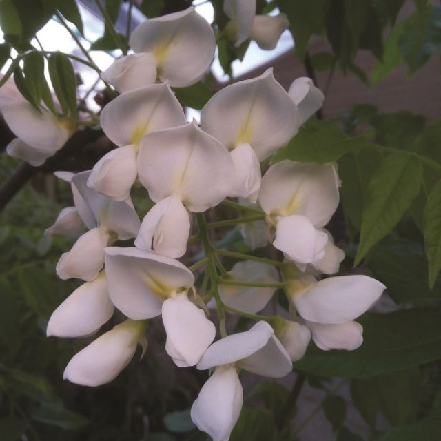 De beste weelderige wisteria’s