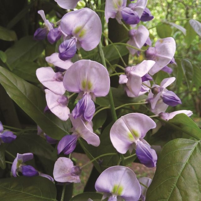 De beste weelderige wisteria’s