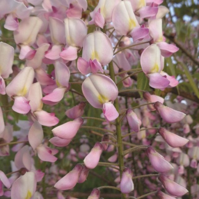 De beste weelderige wisteria’s