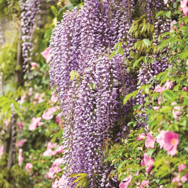De beste weelderige wisteria’s