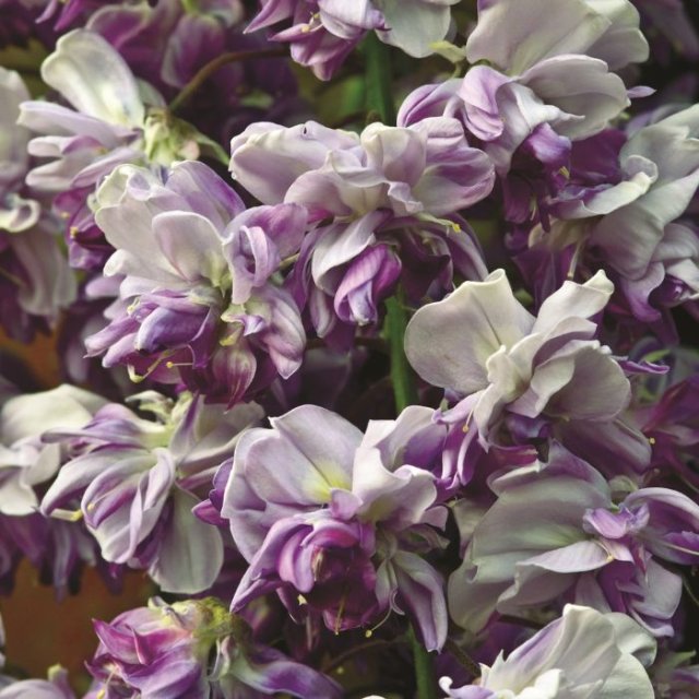 De beste weelderige wisteria’s