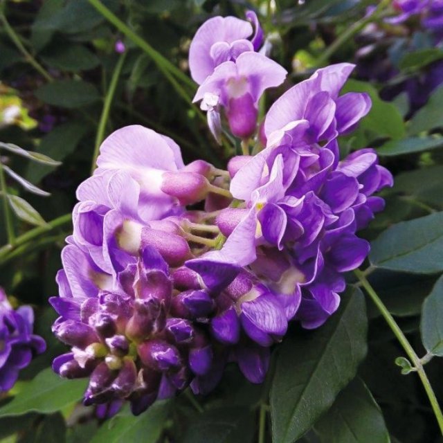 De beste weelderige wisteria’s