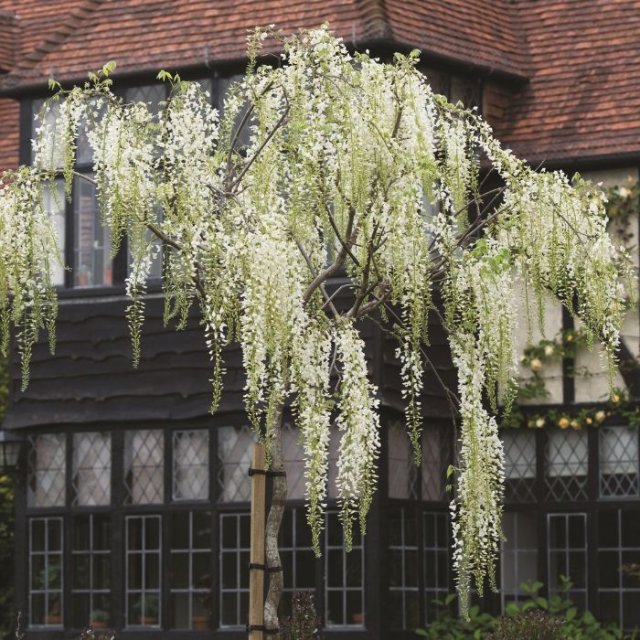 De beste weelderige wisteria’s