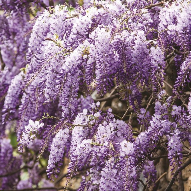 De beste weelderige wisteria’s