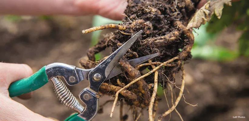 Stekken van vaste planten door wortelstek