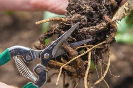 Stekken van vaste planten door wortelstek