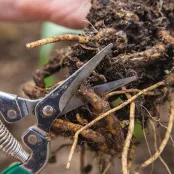 Stekken van vaste planten door wortelstek