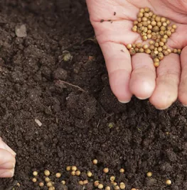 Zaaien en planten
