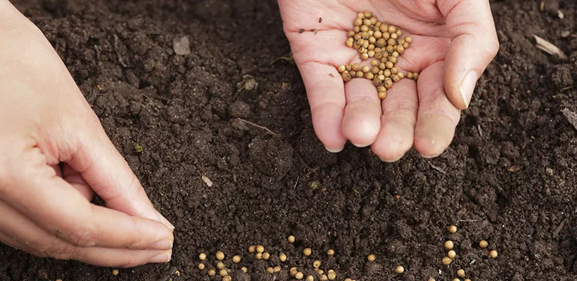 Zaaien en planten